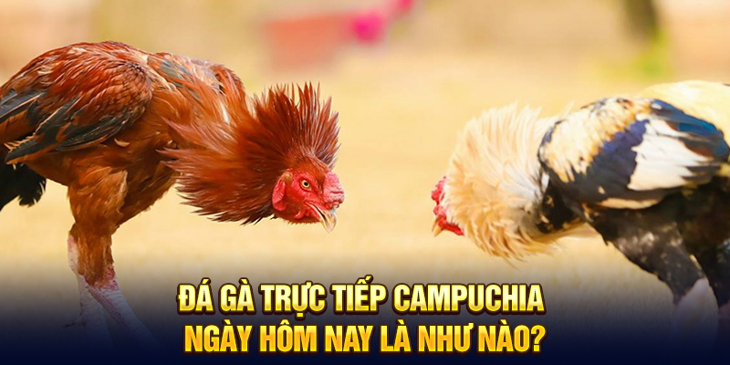 Đá gà trực tiếp Campuchia ngày hôm nay là như nào?