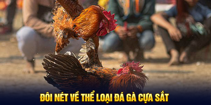 Đôi nét về thể loại đá gà cựa sắt